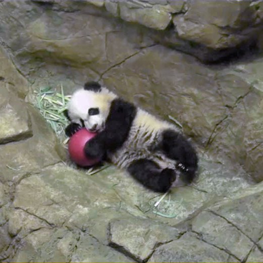 PookieDigi4Ever's tweet image. &quot;MY ball!&quot; 🐼+🔴=💖 (1/2/2016) @houseofcubs @MommyMei98 @tiantianpanda97 @NationalZoo #pandastory #pandacam #SentimentalSaturday #favoriteball