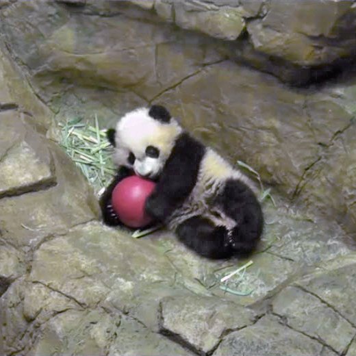 PookieDigi4Ever's tweet image. &quot;MY ball!&quot; 🐼+🔴=💖 (1/2/2016) @houseofcubs @MommyMei98 @tiantianpanda97 @NationalZoo #pandastory #pandacam #SentimentalSaturday #favoriteball