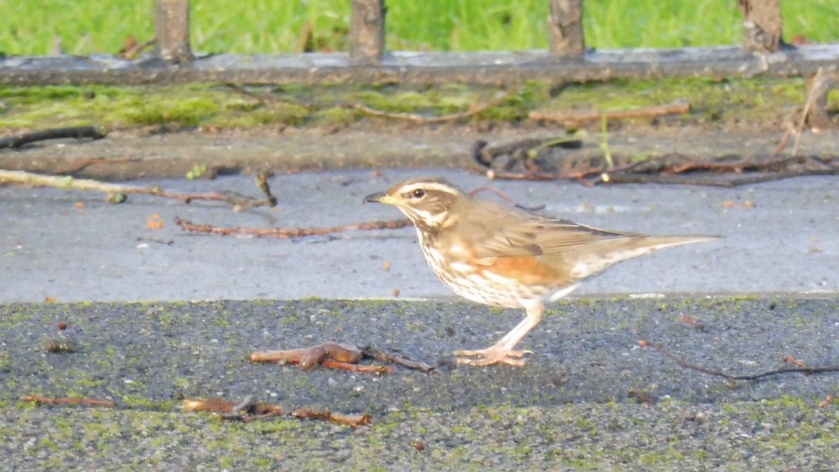 Redwing seen on Queens Walk #Nottingham this morning <a href="/NottsBirders/">Notts Birdwatchers</a>