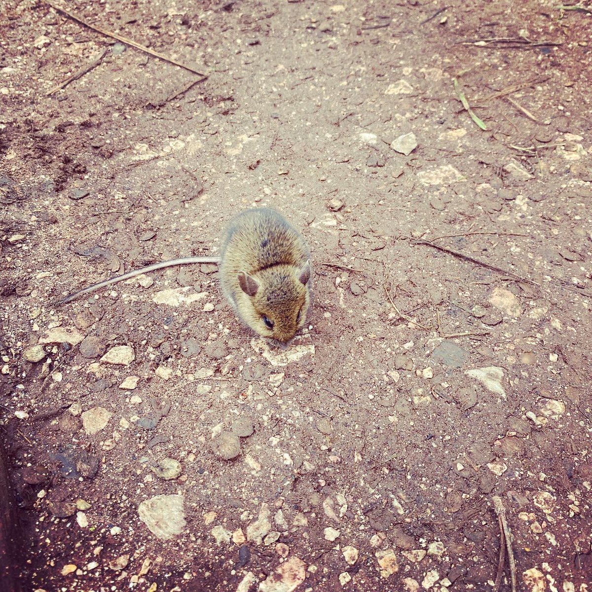 Met this guy today on my walk. #noticingnature #nature #wildlife #enjoyingnature