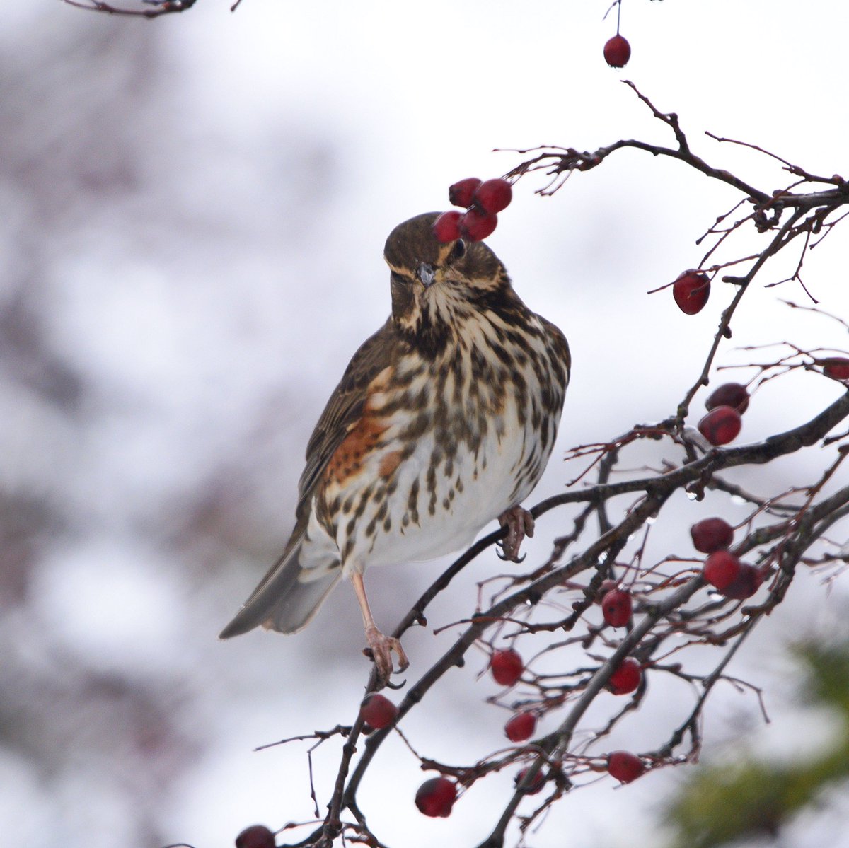 Rob Fergie tweet media