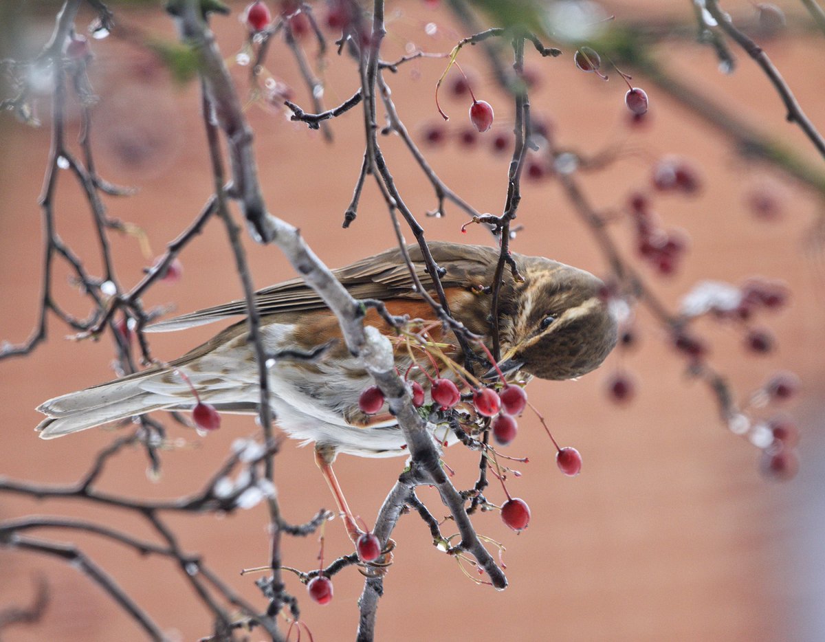 Rob Fergie tweet media