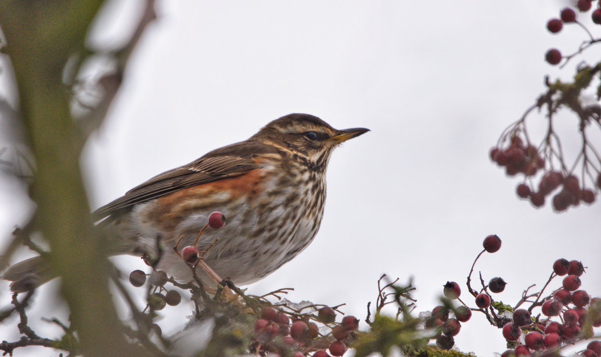 Rob Fergie tweet media