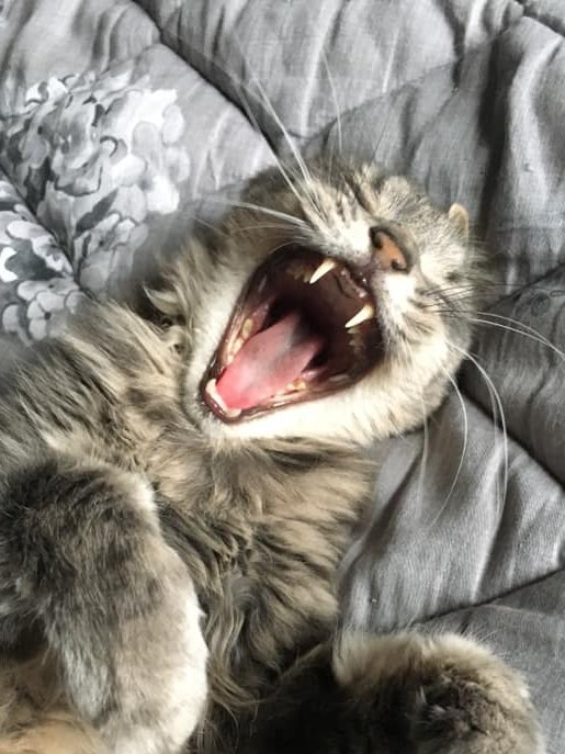 oh the Christmas Holidays are exhausting #CatsOfTwitter