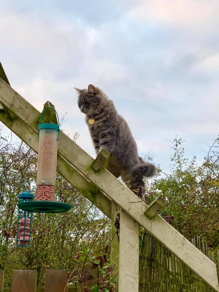 CharleyBearThe1's tweet photo. So here I am just waiting for all those gorgeous birds #CatsOfTwitter #cats #CatsOnTwitter #fearlesshunter https://t.co/gx8eYnZBdh