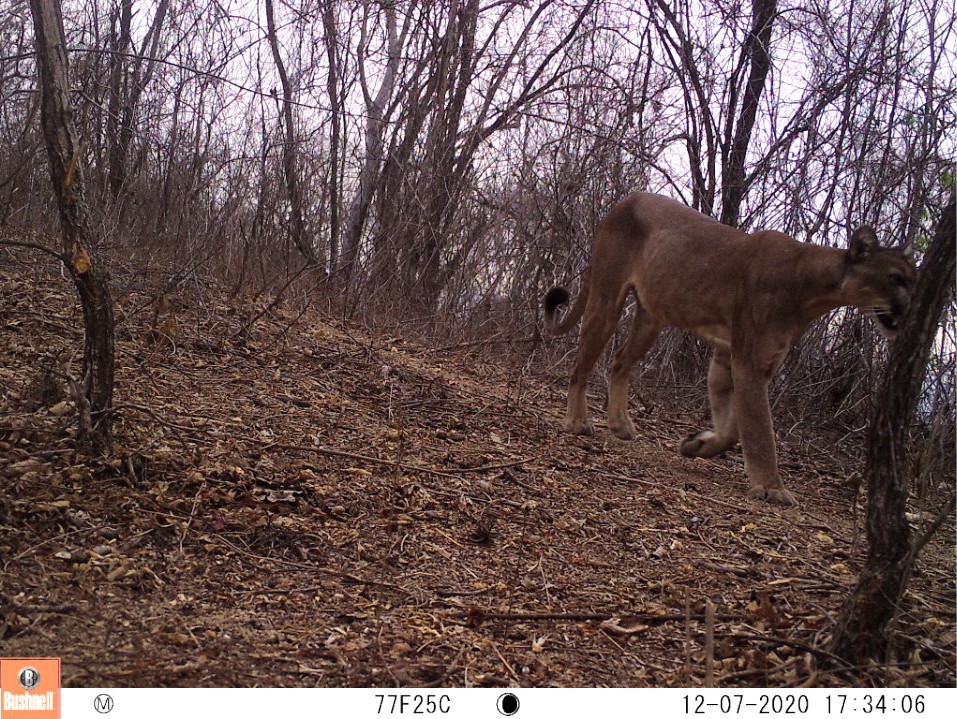 alvaro_garcia_o's tweet photo. Pumas, pampas cats, dogs, goats and more native and exotic species in the same #cameratrap. #dryforest of NW Peru. #BioSPeru @ruffordgrants https://t.co/TgK5zhBZme