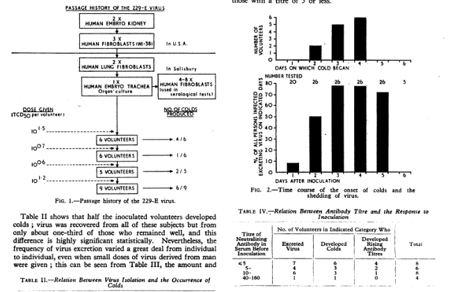 Healthy HUMAN volunteers were infected to demonstrate that 229E and OC43 resulted in a common cold. 1. Bradburne et al. (1967, 1972)2. Hamre et al. (1966)Image: Bradburne et al. (1967)