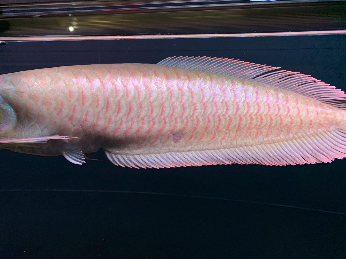 シルバーアロワナ（ピンク）