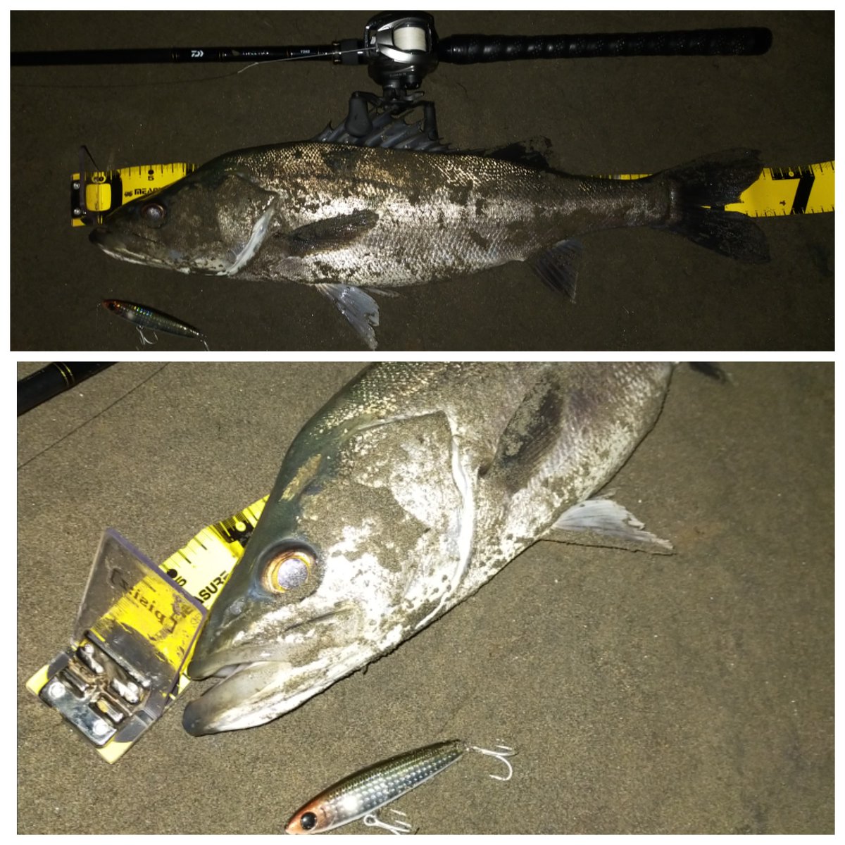 多摩川シーバス