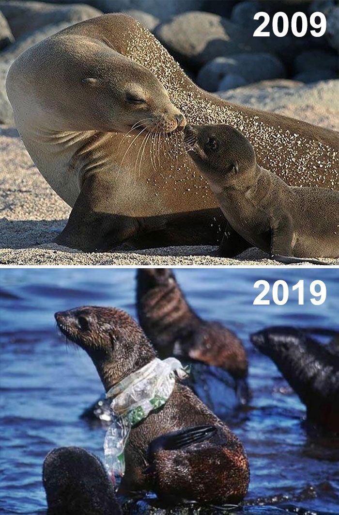 _stanology_'s tweet photo. ok so guys this is not related to KPOP but.... SAVE ARCTIC PLEASE, SPREAD AWARENESS AND HELP THOSE IN NEED BEFORE THIS BEAUTIFUL CREATURES ONLY BECOME A DISTANT MEMORY
#SAVEARCTIC https://t.co/kclbtyB2BU