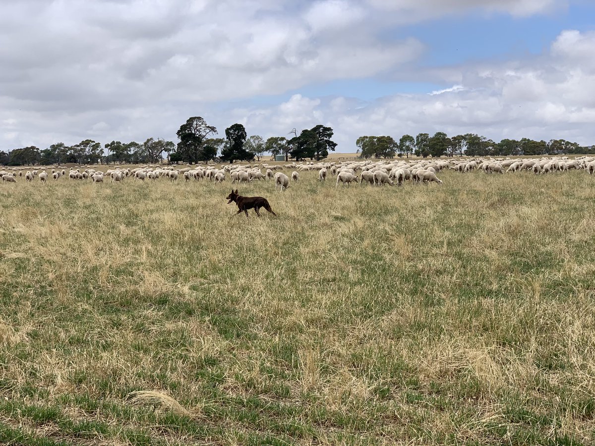 Perennials and summer rain great for meeting target weights for mating ewe lambs