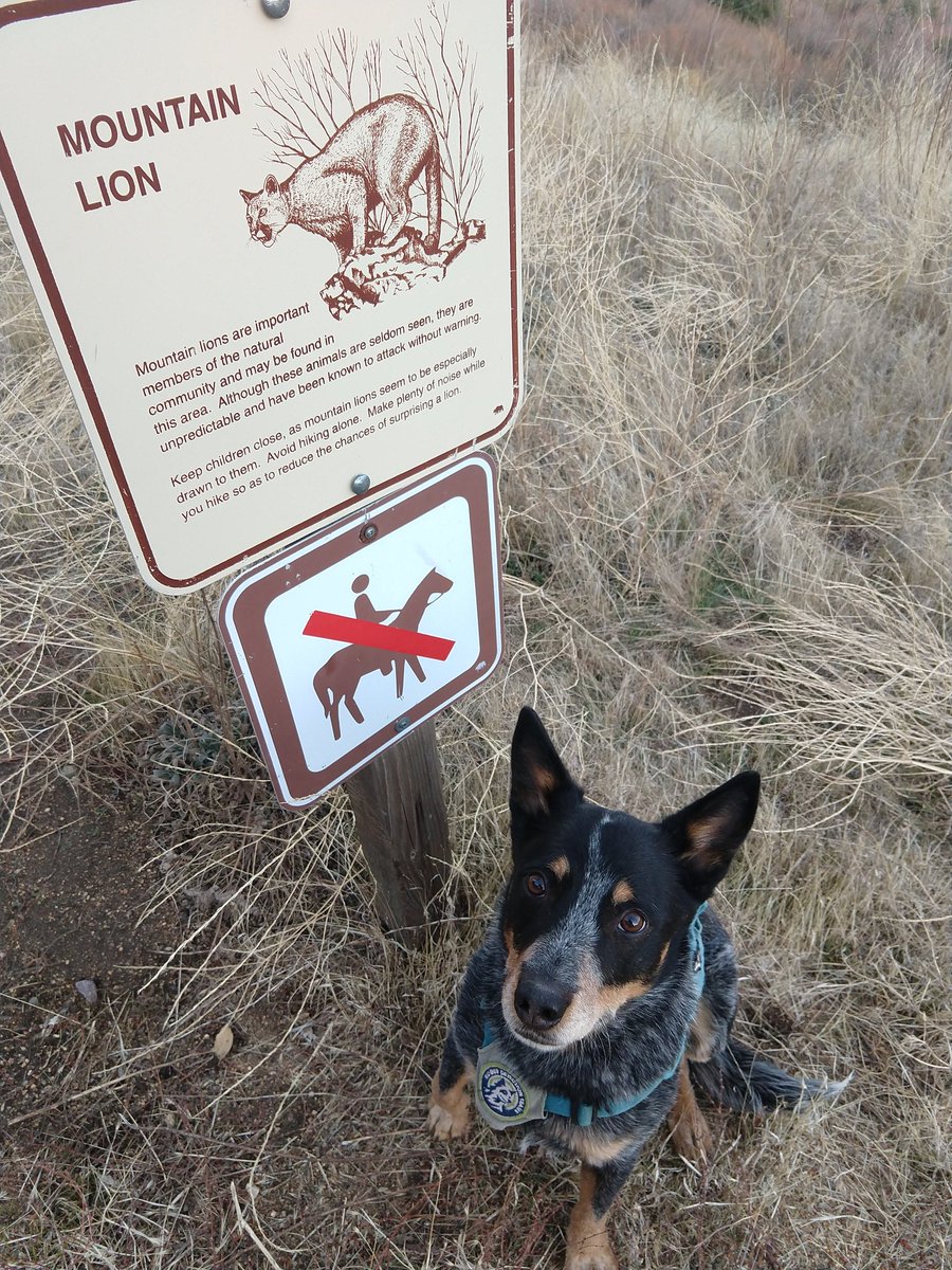 roguedetection's tweet image. We had so much fun chatting with @CuyamacaRancho about our mountain lion scat surveys in the region! Thank you from all of our rescue dogs turned #conservationdetectiondogs.