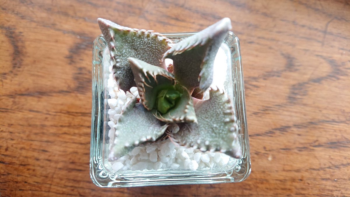 微妙に多肉植物に詳しいつもりのウーロン オレにはスタンダードな四海波に見えるな ただオレもフォーカリアは詳しいわけじゃないから 参考程度に考えてくれよな 微妙に多肉植物に詳しいつもりのウーロン オレにはスタンダードな四海波に見えるな ただオレもフォーカリアは詳しいわけじゃないから 参考程度に考えてくれよな