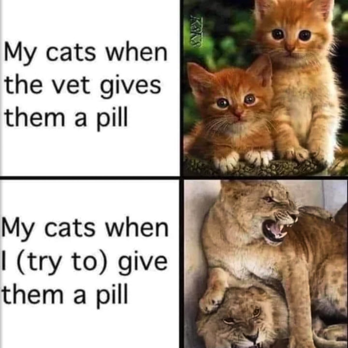 This happen to you guys?

#adoptapet #catmemes #funnycat #catsofworld #7catdays #catastic #adoptacat #caturday #meow_beauties #cat_features #bestcats_oftheworld #catstagram  #cutepetclub #cutest_meow #thedailykitten #a_world_of_cats #catlovers #memesdaily