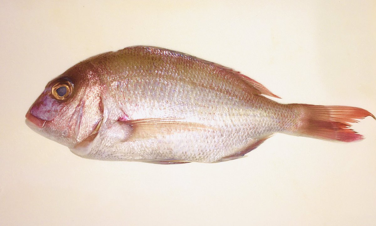 0u0_ken's tweet photo. 鯛の煮付けを作ろう！
まな板の上だけど写真の撮り方次第でカラー魚拓にも見える！
鯛かわいい！ウマズラハギは目玉を抜いたのでかわいくない！
綺麗に処理をしてるから全く臭みが無い！基本が大事！ https://t.co/z8A7KFEWq4