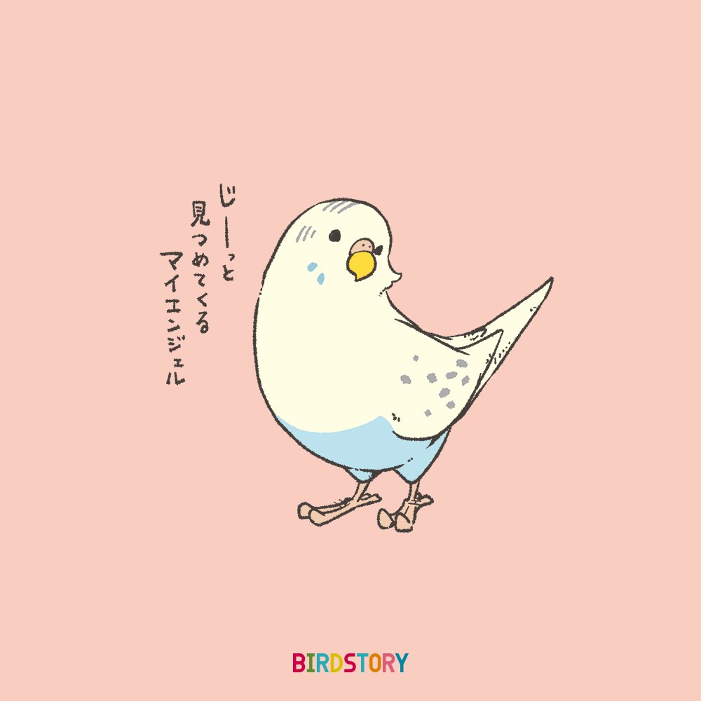 おはようございます。
本日は1月3日、ヒトミの語呂合わせから、瞳の日とのことです?
#BIRDSTORY 
#瞳の日 #セキセイインコ 