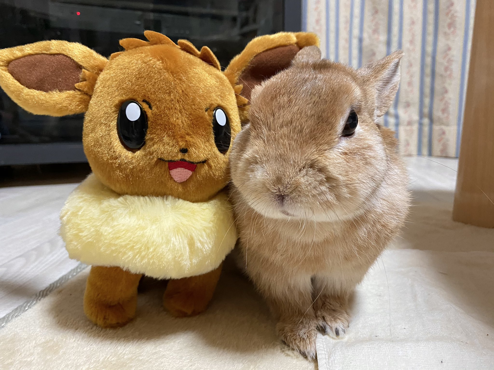 うさぎのランとコナン ㅅ 仲間かな W うさぎ ラン イーブイ ポケモン T Co Ft8srhblsu Twitter