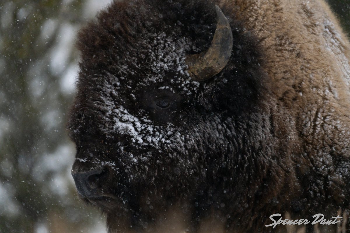 December 22 - Yellowstone NP, MT. Bison are in their element in the harshest of conditions. Blowing snow and temperatures below -20 don't stop them from burying their head in the snow to find some grass to chew on.