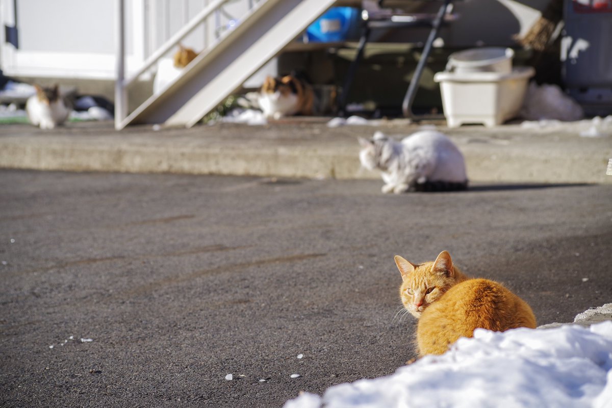 猫の集会所