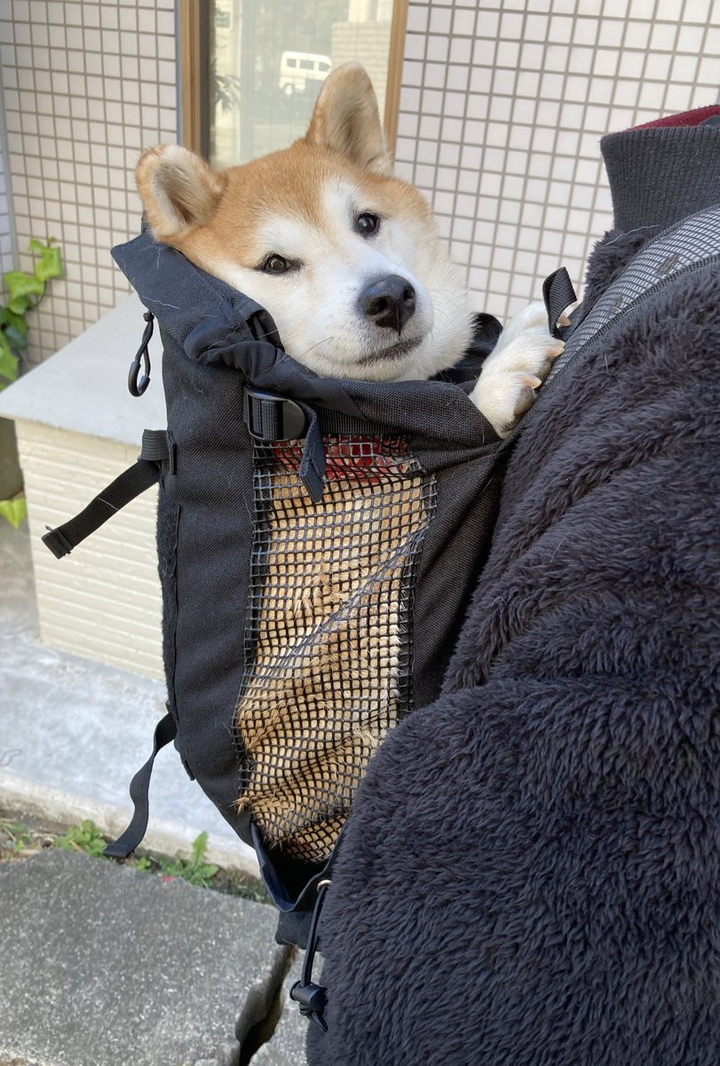 祥 柴犬のまるちゃん 在 Twitter 上 今回は兄ちゃんから姉ちゃん 最後はママさんおんぶだったよ 影みて 艸 ムフフ T Co Zusqt0b0sb Twitter 祥 柴犬のまるちゃん 在 Twitter 上 今回は兄ちゃんから姉ちゃん 最後はママさんおんぶだったよ 影みて 艸 ムフフ T Co Zusqt0b0sb Twitter