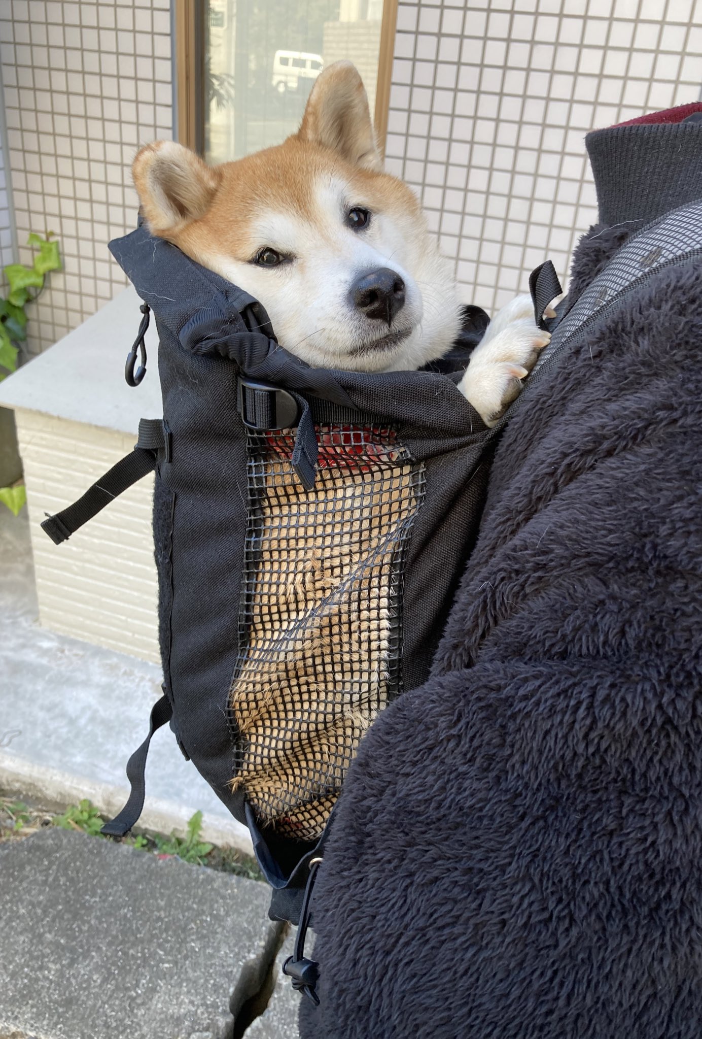 祥 柴犬のまるちゃん 今回は兄ちゃんから姉ちゃん 最後はママさんおんぶだったよ 影みて 艸 ﾑﾌﾌ