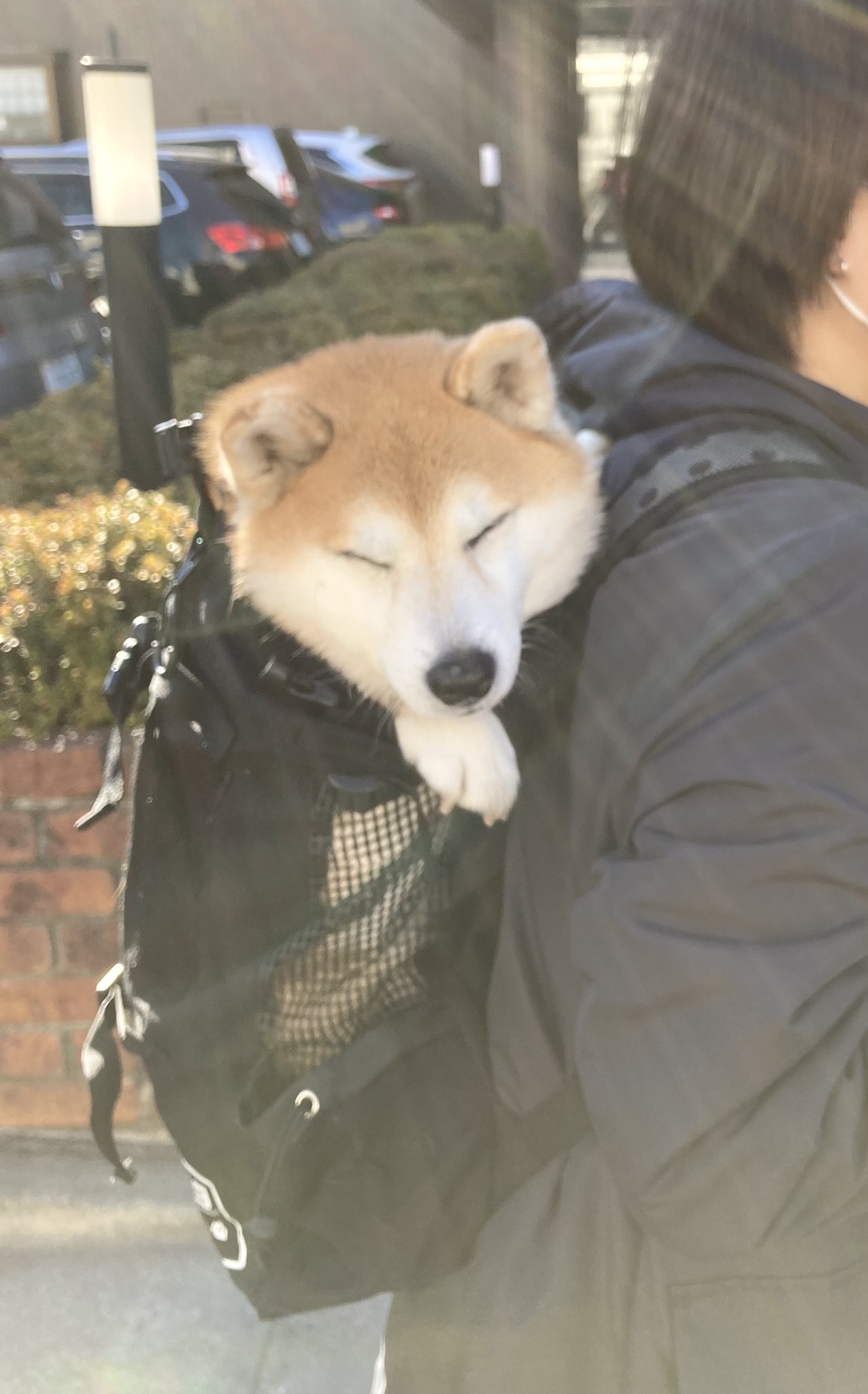 祥 柴犬のまるちゃん 今回は兄ちゃんから姉ちゃん 最後はママさんおんぶだったよ 影みて 艸 ﾑﾌﾌ