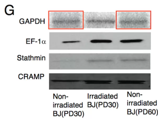 PNAS journal  @PNASNews is also not responsive at all.34 papers in my list, only 1 retraction, but some corrections.An example of a concern that they allowed to be corrected (a retraction would have been better): https://pubpeer.com/publications/3DD1F64BC7808E9120AAFC138D6927#3