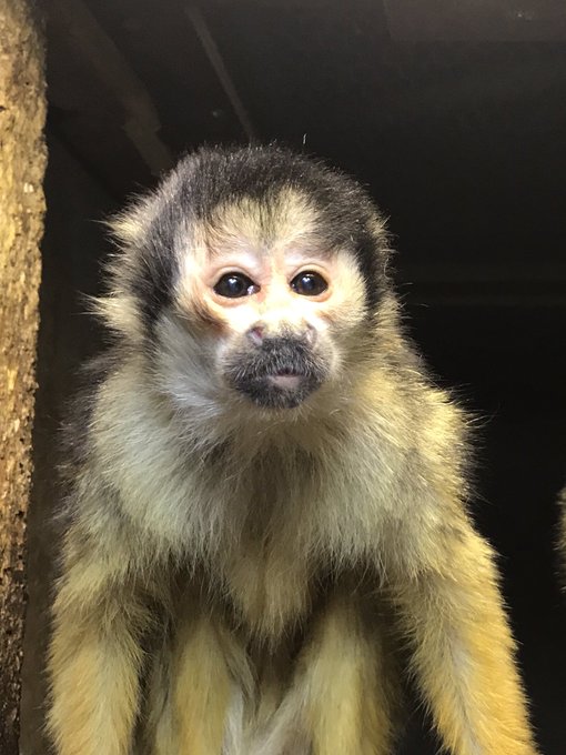 リスザルのtwitterイラスト検索結果