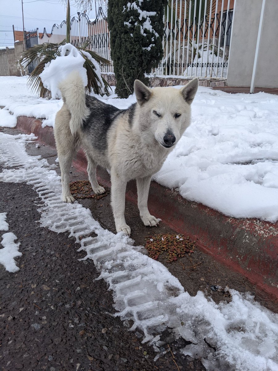 itskarla____'s tweet photo. Some other cuties that we fed ❤️🐶 I'm gonna be a millionaire one day and imma have a huge farm and I'm gonna rescue all these sweet pups. Speaking it into existence. https://t.co/eRvZOsWcda