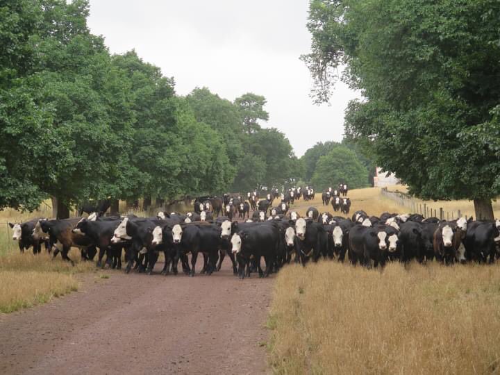 Autumn drop black baldy calves off to market this week at the Hamilton sale yards and on <a href="/AuctionsPlus/">AuctionsPlus</a>.