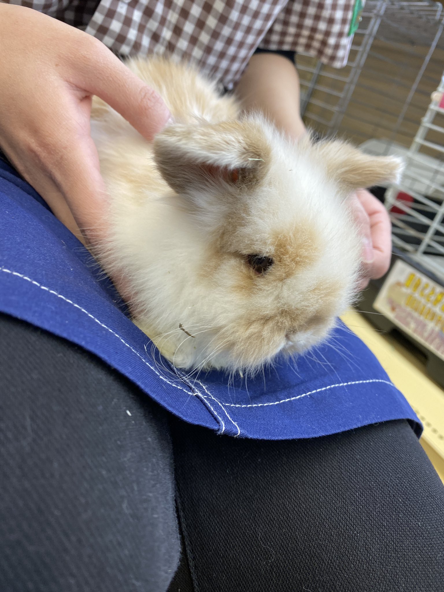 アミーゴ鳳店 新入りうさぎさんも3羽 本日より販売開始しております アメリカンファジーロップが1羽 ネザーランドドワーフが2羽 まだまだおちびちゃんですがご飯モリモリのいい子ちゃんです アミーゴ鳳 アメリカンファジーロップ ネザーランド