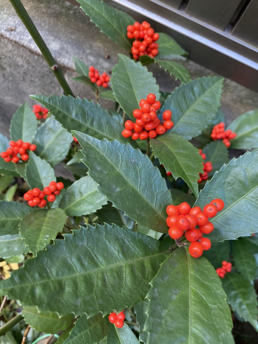 PRikuchan's tweet photo. 来年、センリョウ売ります！
Christmasかお正月に是非！
また時期がきたらツイートします。
郵送不可、都内近隣の方のみ。
私が行く場合は交通費往復で頂きます。
今年もこれだけ余ってる。

#センリョウ　#お正月　#花 https://t.co/pXdvT09H4K