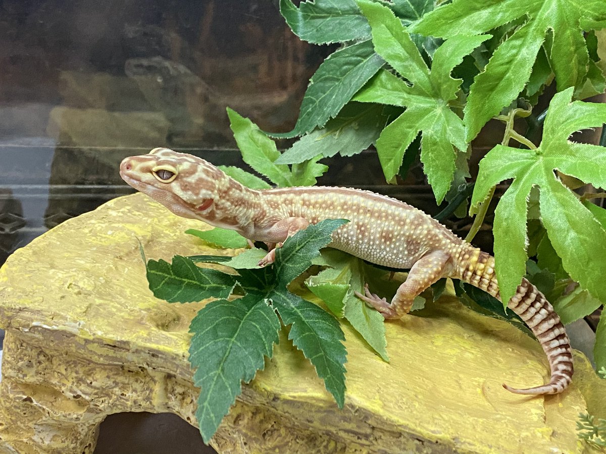 IgToastChronica's tweet image. Newest critter @corhs #becausewinter