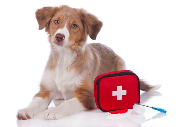 JersonCuellarS's tweet photo. BOTIQUÍN DE PRIMEROS AUXILIOS PARA SUS MASCOTAS. 🐶🐱🆘

¿Ya tienen uno? ¿Qué elementos debemos tener y para qué sirve cada uno? 

A continuación la lista de cosas 👇✅ https://t.co/RUGfklpkjM
