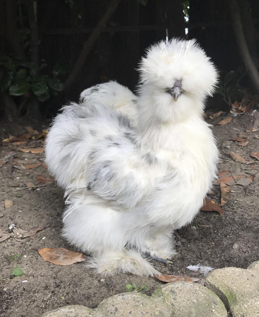 Variations on the same theme 11