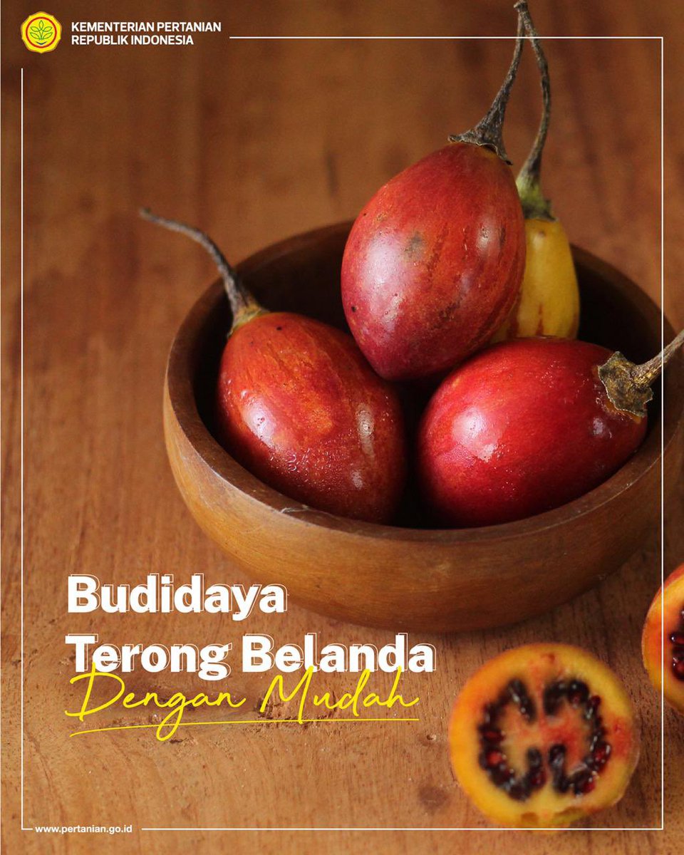 kementan's tweet photo. Hai SobaTani, dengan segala keunggulan dan manfaat dari terong Belanda, tentu peluang dari budidaya tanaman ini juga amat besar. Apalagi, tanaman ini juga mudah tumbuh, lho. 

Siapa tertarik menambah penghasilan dengan budidaya terong Belanda di rumah? https://t.co/yO62dNUyUN