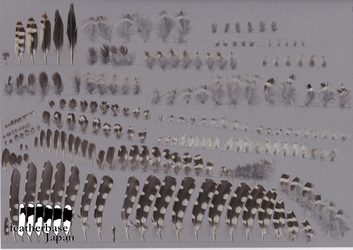 Featherbase Japan 明けましておめでとうございます 本年も仕事の合間にコツコツ羽標本を準備したいと思います ので どうぞよろしくお願いいたします 21年最初の羽標本はご提供いただいた亜種シコクコゲラです そのうち亜種コゲラとの比較も