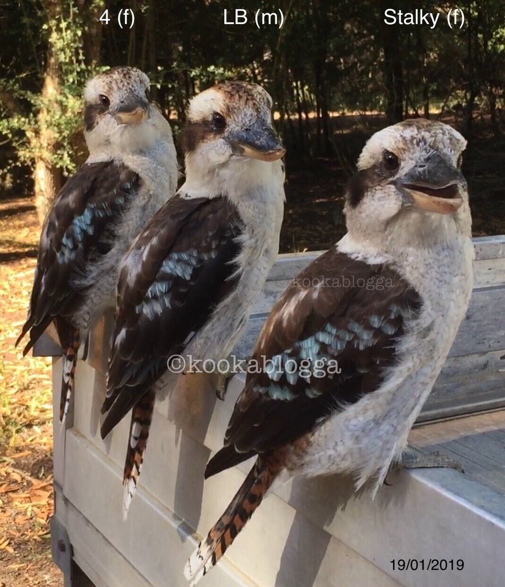 Almost 2 years ago exactly, mum, dad, &eldest daughter after successful breeding season post-systematic-relocation process within their territory after suffering destruction of their established home environment.LB & 4 doted on each other, shown in displays of grooming &teasing.