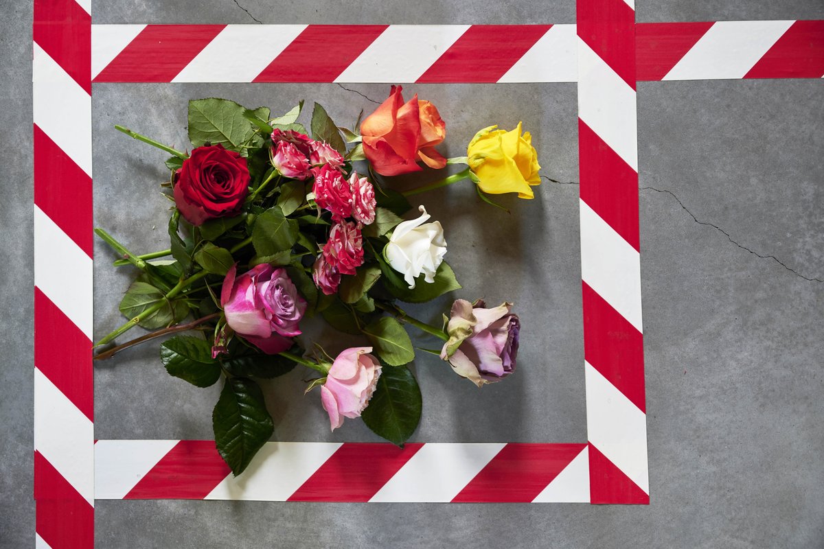 🌹ROOS🌹
De roos staat symbool van de liefde. De roos verovert niet alleen harten, maar ook donkere winterdagen met haar kleuren en vormen. Wat is jullie favoriete kleur roos? #vandijkflora #openuptogrow #roos