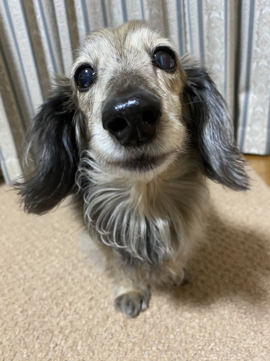 Instagramでは登場しましたが、Twitterでは、お初✨
愛犬のまりちゃんです💕