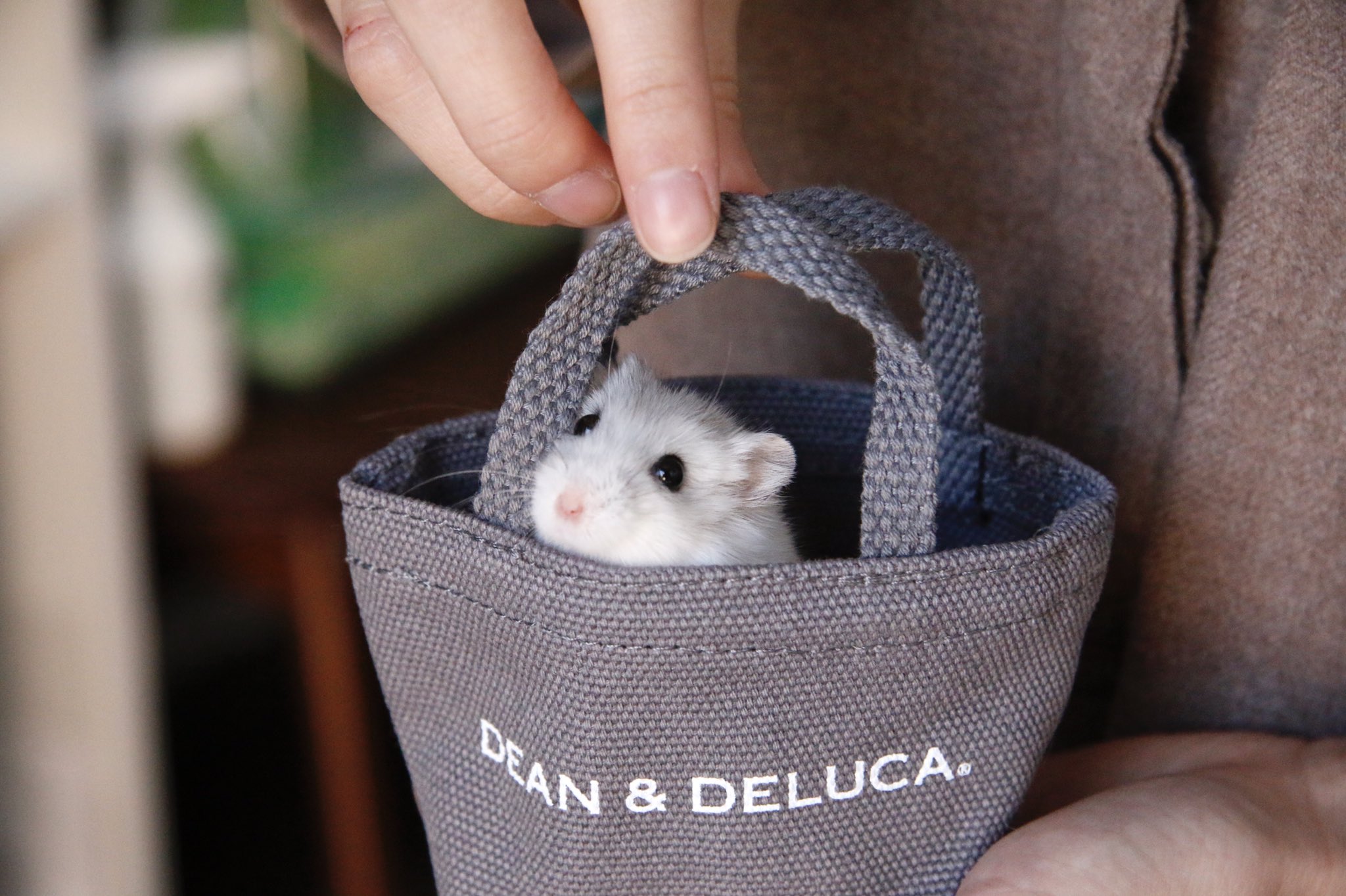 平 ハムスター ハムスター用お出かけカバン