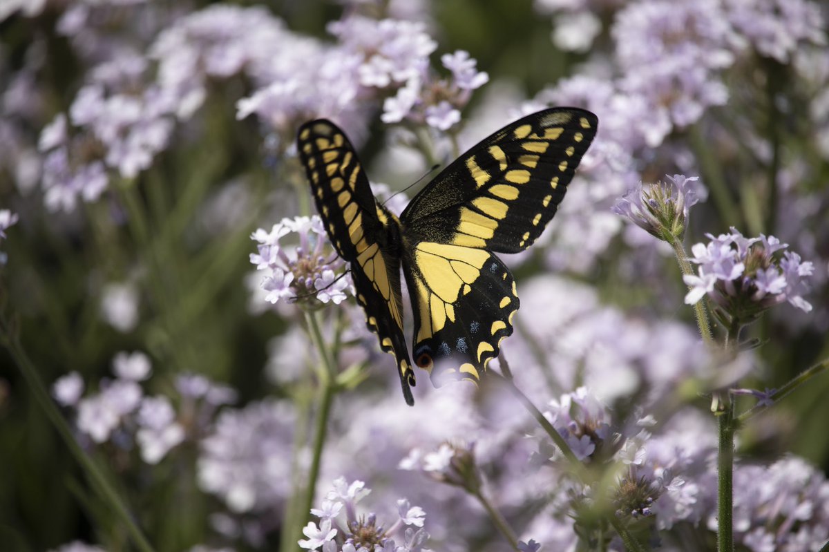 wildfloweryard's tweet photo. If you want a lot of butterflies in your garden, be sure to include plants both for larvae and mature butterfly. On my website I’ve updated my list of plants for larvae, butterflies and hummingbirds. This is a swallowtail on verbena in May. https://t.co/zykDDMbVGC https://t.co/UrPoBT38RK