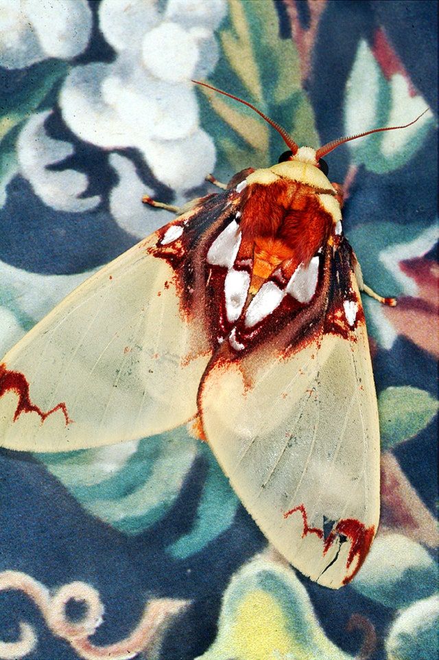 The moth is mad to enjoy fire. If you have a candle inside a closed window pane in the darkness of the night, the moth just flying with all of its strength, trying to break through the window to get to that fire.