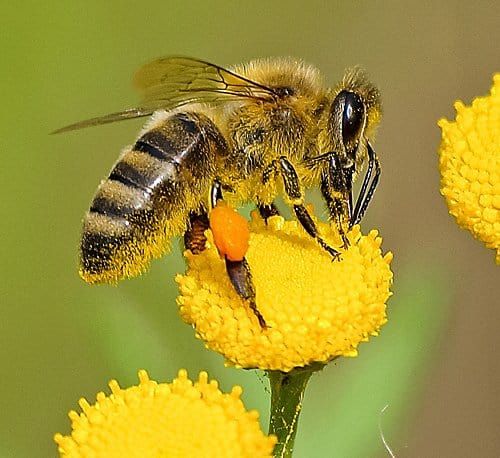 Its eyes, its sense of sight is so powerful! The moth is destroyed due to its addiction to the sense of sight The bee is very much attached to smelling. Sometimes a bee goes into a flower. It just doesn’t want to leave it.