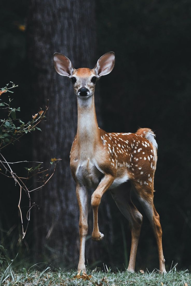 The deer, the elephant, the moth, the fish and the honey-bee, these five meet death because of their bondage to one of the five senses. What then is the condition of a person who is attached to all five? - Vivekachudamani - 76