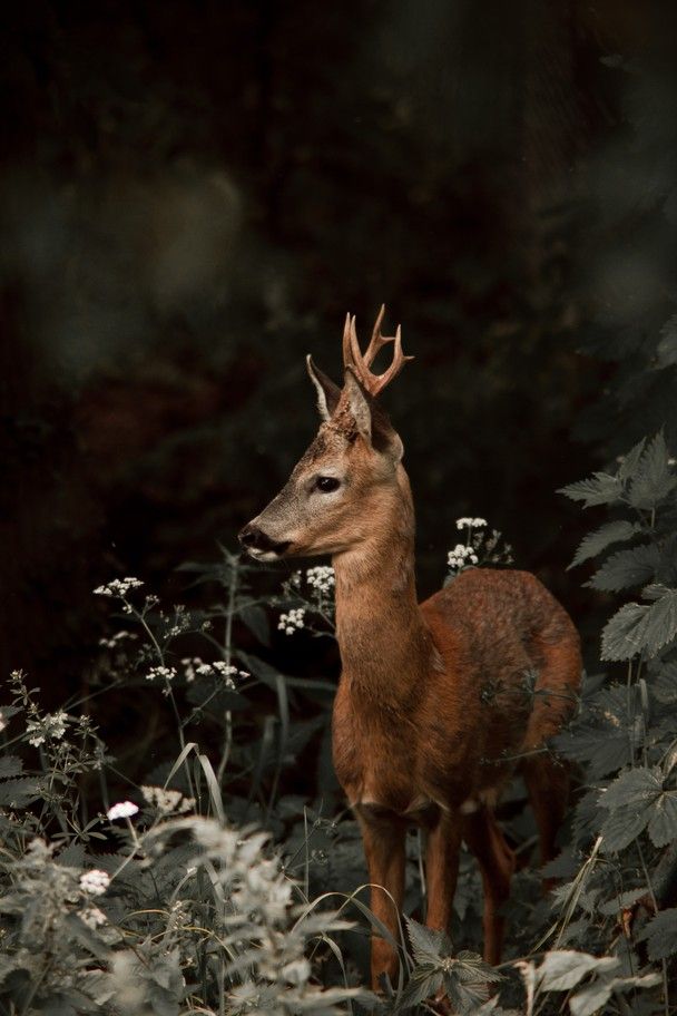 & the greed of taste makes her someone else food.The deer is very attracted to hear sweet sounds. They love to hear music. When a hunter wants to catch the deer, he plays a flute and the deer hears the flute and gets trapped.