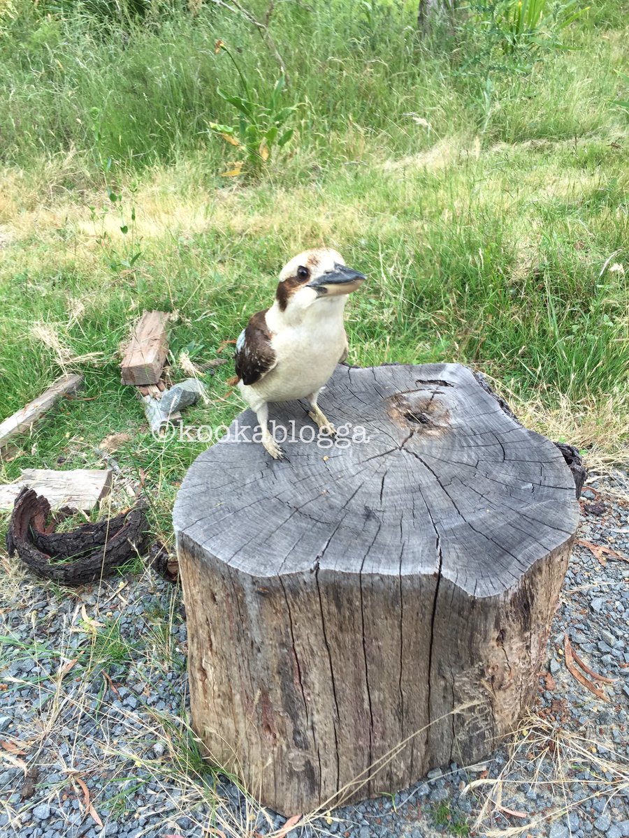 Long  for ppl who are interested in the day-to-day relationship I have with LB and his family. (All 2 of you ).(LB is a patriarch whose mate &daughter adopted me &whose life I later saved, spending months wildnursing him after his beak was broken off).