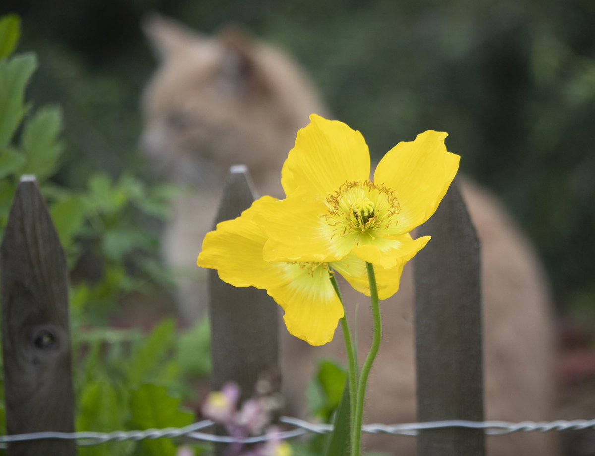 wildfloweryard's tweet photo. Goldie is the guardian of the west garden. I’ve got a lot of Iceland poppies starting to bloom. https://t.co/MnnM0L7Ix6