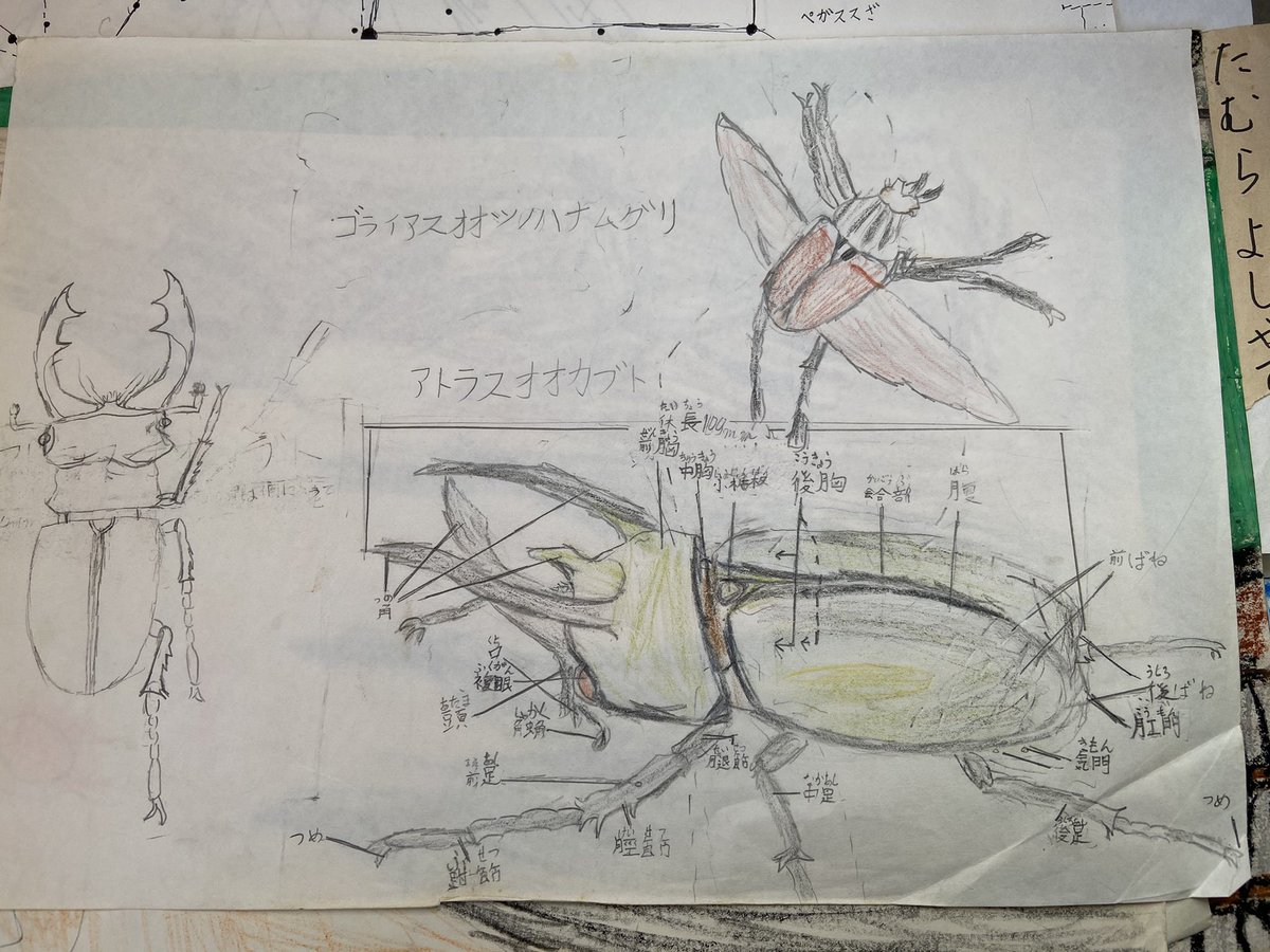 小学生の頃の私、カブトムシが大好きでしょうさては 