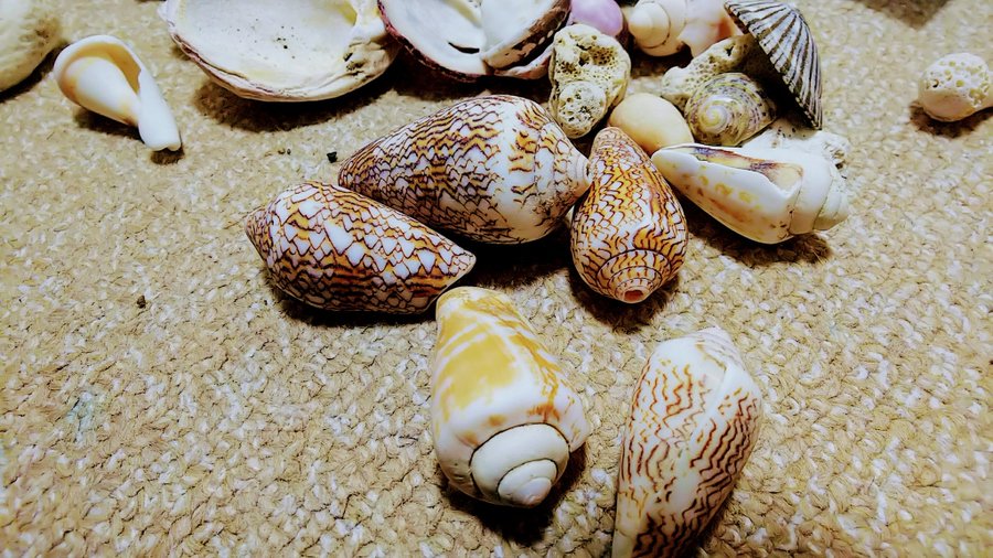 食べられない貝 食べられる貝の種類 見分け方を徹底リサーチ キャンパーズ